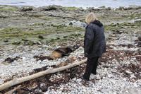 Auf Du und Du mit der Robbe