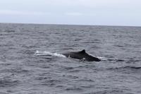 Pottwal im Pazifik bei Kaikoura