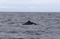 Pottwal im Pazifik bei Kaikoura