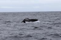 Pottwal im Pazifik bei Kaikoura