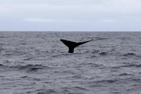 Pottwal im Pazifik bei Kaikoura