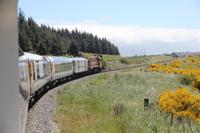 Zugfahrt im TranzCoastal nach Picton