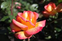 Im Botanischen Garten von Wellington