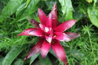 Im Botanischen Garten von Wellington