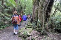 Auf zur Wanderung mit den Maoris