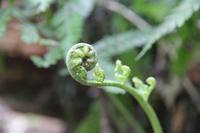 Symbol Neuseelands junges Farnblatt