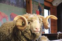 Schafbock im Agrodome Rotorua