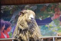 Bob Marley Schaf im Agrodome Rotorua