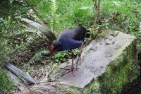 Im Rainbow Springs Park Rotorua
