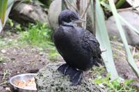 Im Rainbow Springs Park Rotorua