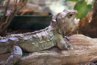 Im Rainbow Springs Park Rotorua