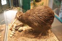 Im Rainbow Springs Park Rotorua