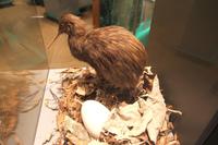 Im Rainbow Springs Park Rotorua