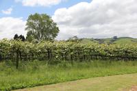 Kiwi-Farm bei Cambridge