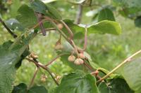 Kiwi-Farm bei Cambridge