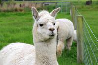 Alpaka auf einer Farm