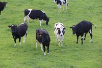 Rinder auf unserer Farm