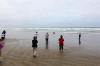 Seebär am Ninety Mile Beach