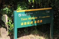 Weg zum Tane Mahuta Kauribaum