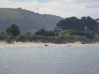 ...ein Seehund am Strand