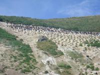 ....auch keine Albatrosse