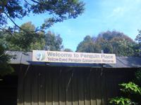 Besuch des Gelbaugenpinguin Reservat