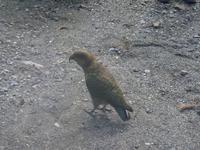 Kea