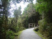 Spaziergang durch den Regenwald