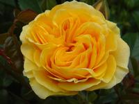 ...im Rosengarten bei Christchurch