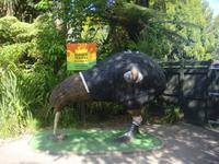 Rainbow Springs und Kiwi Enconter