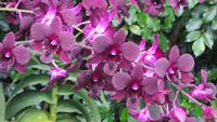 0097 Singapur - Orchideengarten