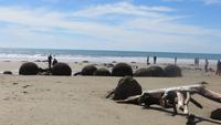 0259 Moeraki Boulders