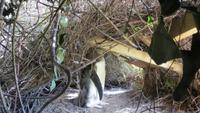 0318 Otago-Halbinsel Pinguin-Farm- Gelbaugen-Pinguin