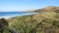 0326 Otago-Halbinsel Pinguin-Farm-