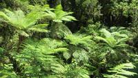 0400 Fahrt zum Milford-Sound - Spaziergang durch die Klamm - Baumfarne