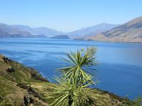 0638 Fahrt zur Westküste - Lake Wanaka