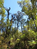 0662 Fahrt zur Westküste - Ship Creek