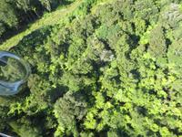 0746 Fox Glacier - Helikopterflug -
