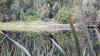 0762 Spaziergang zum Lake Matheson - Spiegelung im See
