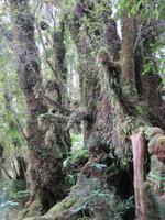 0783 Fox-Glacier - Spaziergang im Märchenwald