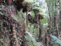 0788 Fox-Glacier - Spaziergang im Märchenwald