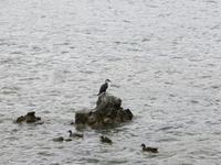 0923 Kaikoura - Spaziergang auf der Kaikoura-Halbinsel - Komoran