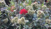 1009 Wellington - Pohutukawa-Baum