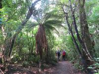 1058 Ohakune - Wanderung auf dem Forest walk durch den herrlichen Wald
