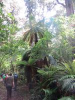 1067 Ohakune - Wanderung auf dem Forest walk durch den herrlichen Wald - Baumfarn
