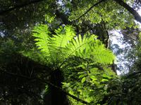 1068 Ohakune - Wanderung auf dem Forest walk durch den herrlichen Wald - Baumfarn