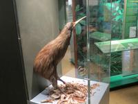 1181 Rotorua - Kiwi-Aufzucht-Station