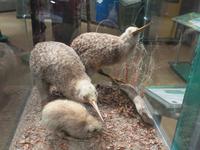 1182 Rotorua - Kiwi-Aufzucht-Station