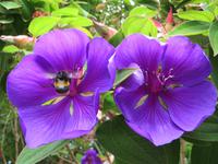 1187 Rotorua -  Park Rainbow-Springs