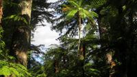 1190 Rotorua - Park Rainbow-Springs - Baumfarn